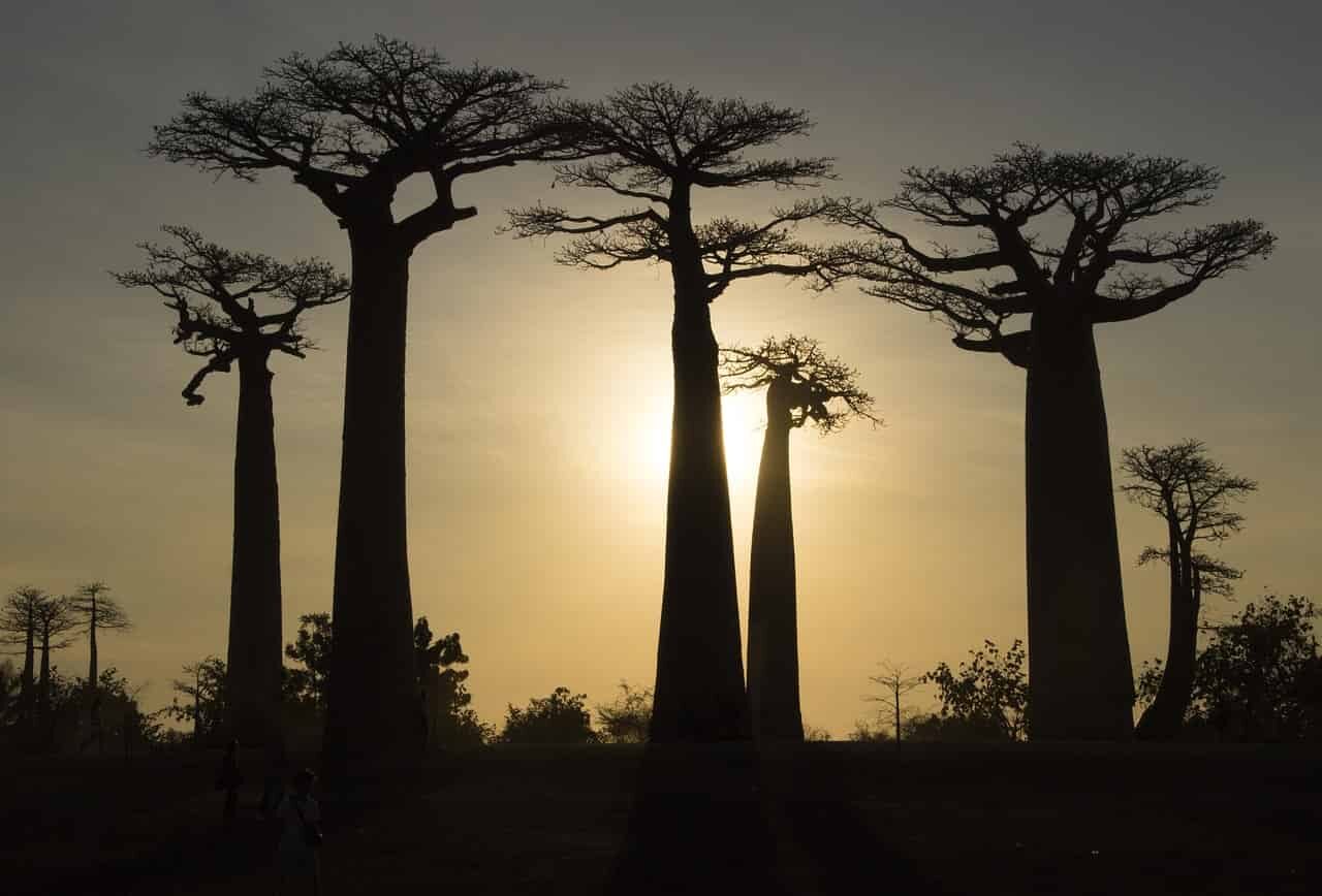 madagaskar